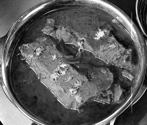 Katla Fish