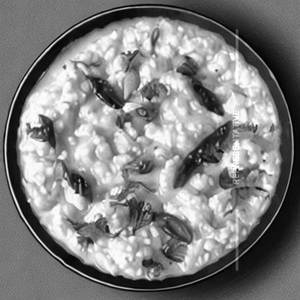 Curd Rice