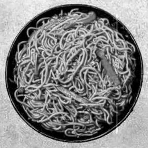 Chicken Schezwan Noodles