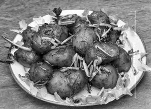 Veg Dragon Potato
