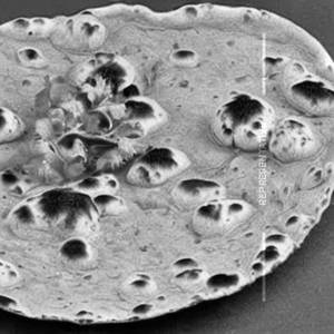 Chana Roti