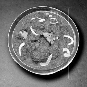 Shahi Makai Dhingri