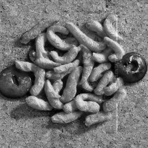 Golden Fry Baby Coins