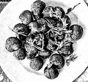 Hariyali Stuffed Mushroom