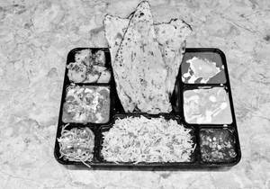 The Royal Platter