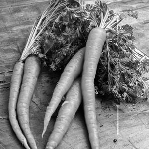 Carrot