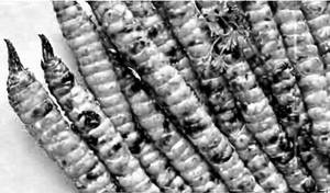 Baby corn Schezwan Dry