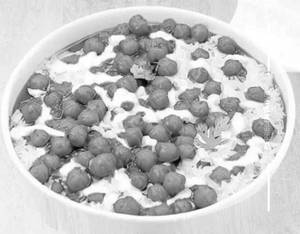 Channa Panner