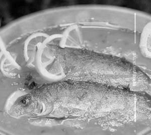 Fish Lemon 