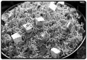 Paneer Schezwan Rice