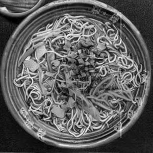 Malaysian Noodles - Pork