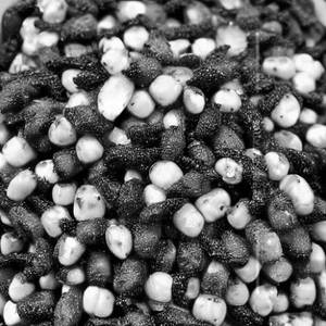 American Corn Salted Pepper