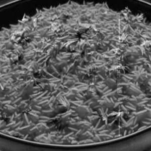Tomato Rice