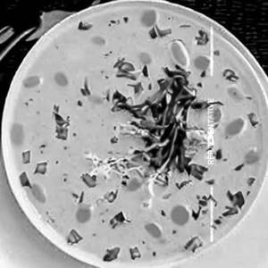Garlic Paper Soup