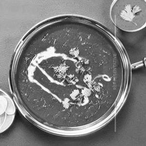 Lacha Mutton Nihari