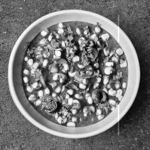 Mushroom Corn