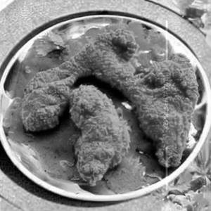 Crispy chicken orange sauce