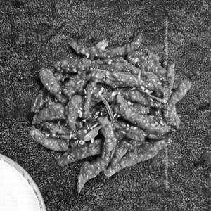 Dry Fish Chilli