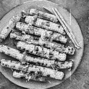 Crispy Chilly American Corn