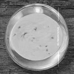 Makai Malai Seek