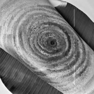 Garlic Roast Dosa