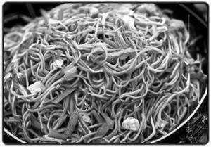 Veg Noodles