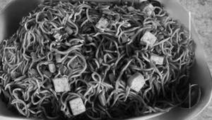 Paneer noodles