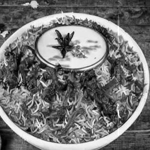 Big Bucks Biryani