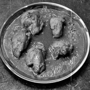 Chicken Rost