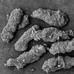 Boneless Chicken Strips