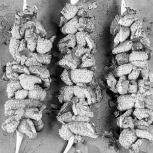 Cryspy Babycorn