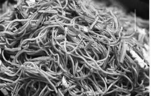 Gobi Noodles