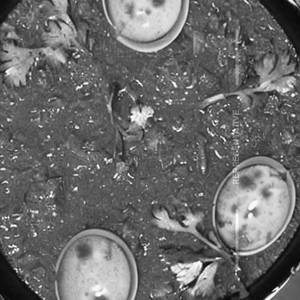 Egg Angara