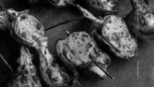 Tandoori Onion