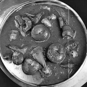 Mushroom Varhadi