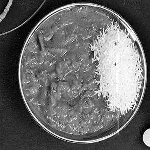Shimla Makkai Masala