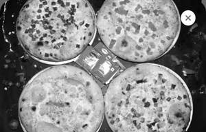 Single Toppings Pizza Combo ( 7 Inch )
