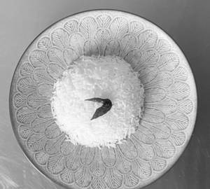 Steamed Rice