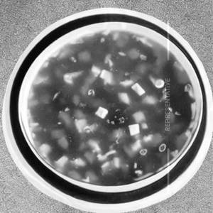 Soup