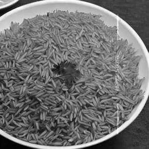 Young Chow Rice