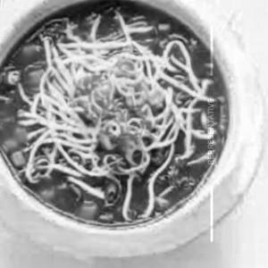 Manchow Veg Soup