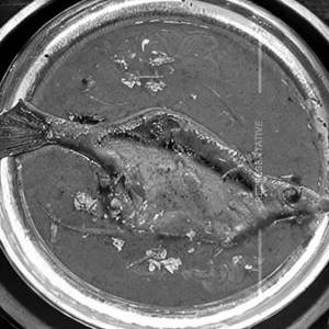 Charapona Fish