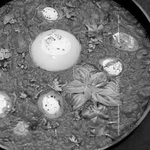 Egg tomato