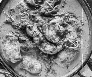 Kadhi Pakoda