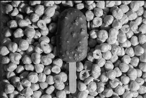 Ferrero Rocher Popsicle