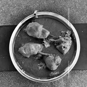 Chicken Kolhapuri