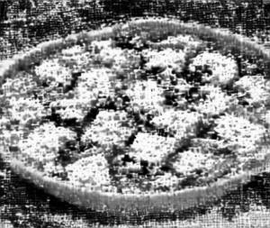 Matka Paneer