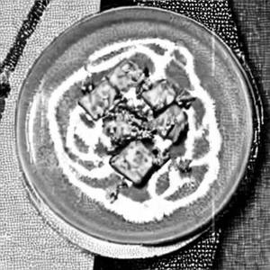 Punjabi Paneer