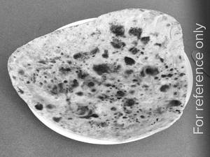 Plain Paratha