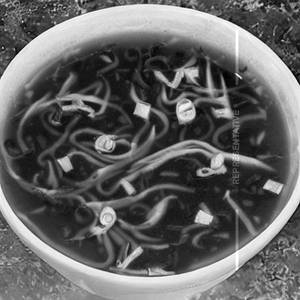 Lung Fung Soup